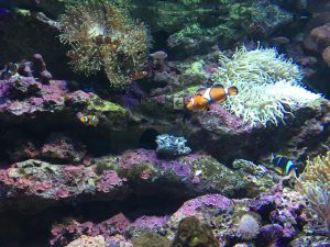 【池袋駅】「サンシャイン水族館」で癒されようよ！ほら早く！の水族館12