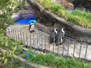 【池袋駅】「サンシャイン水族館」で癒されようよ！ほら早く！の空飛ぶペンギン3