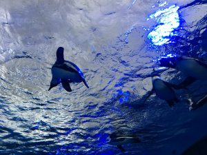 【池袋駅】「サンシャイン水族館」で癒されようよ！ほら早く！の空飛ぶペンギン2