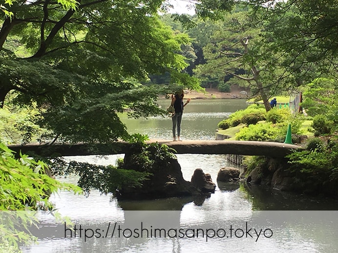 【駒込駅】歴史を学ぶいい日にしよう。和歌山市を模した江戸時代の庭園「六義園」で涼をとろう。の六義園の渡月橋