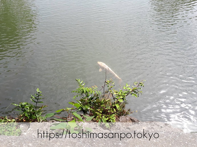 【駒込駅】歴史を学ぶいい日にしよう。和歌山市を模した江戸時代の庭園「六義園」で涼をとろう。の六義園の渡月橋の下の鯉2