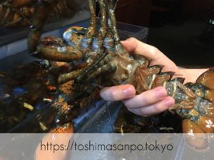 【上板橋駅】上質シーフードをロブスターの間近でいただく。水槽前で写真撮ろう｢レッドロブスター｣のオスのロブスター